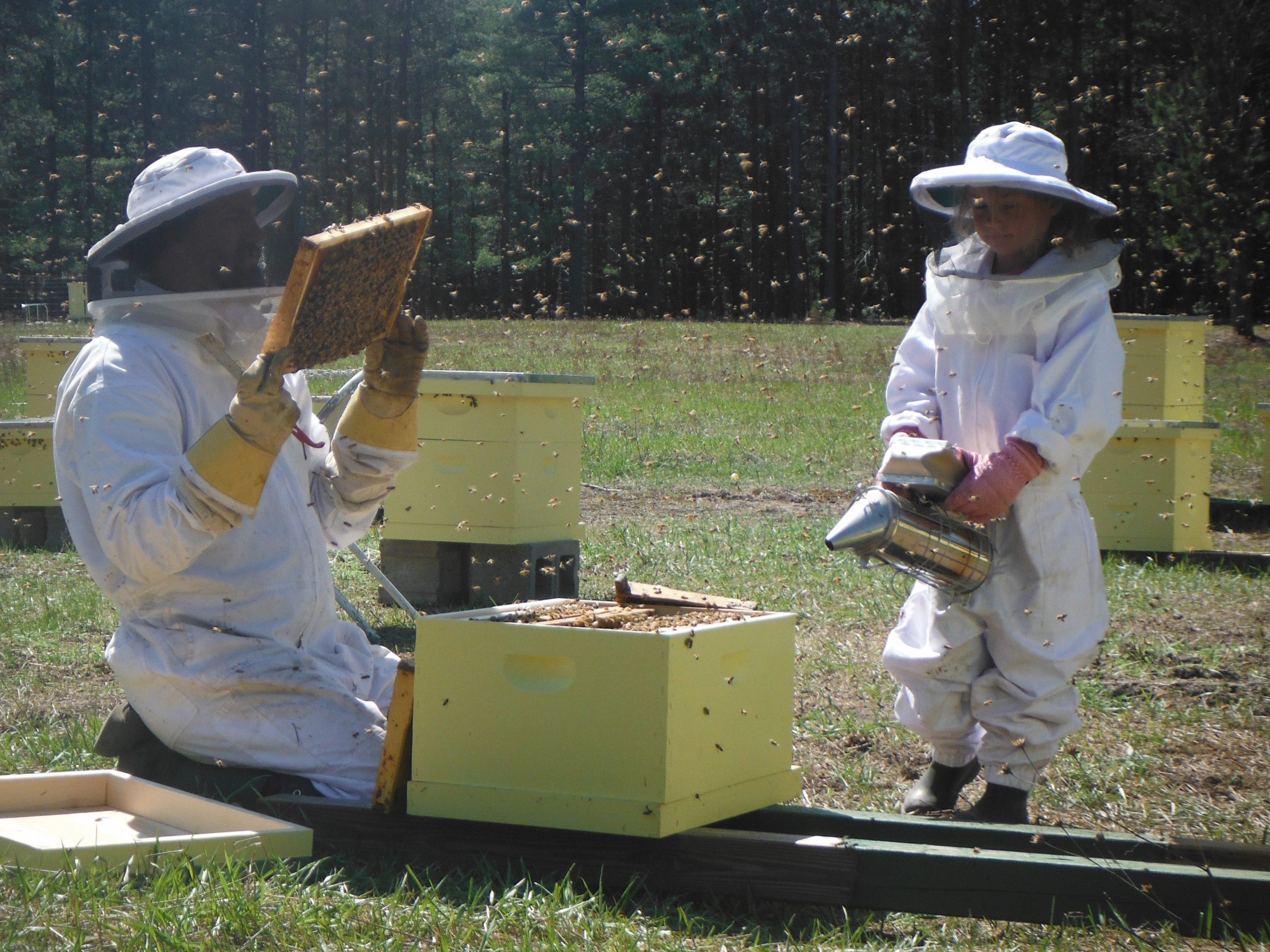 The Bee Experience at Treetops Resort