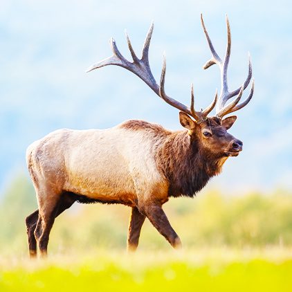 Elk Viewing – Preservation