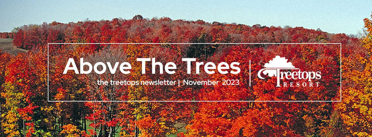 treetops above the trees november