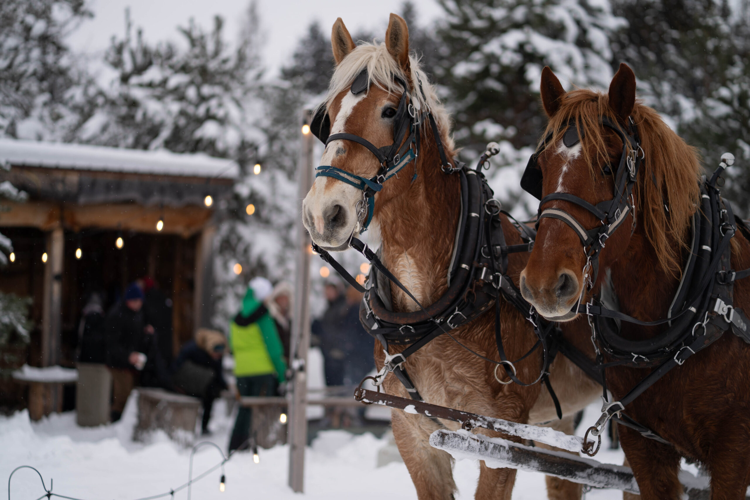 Winter Sleigh Rides