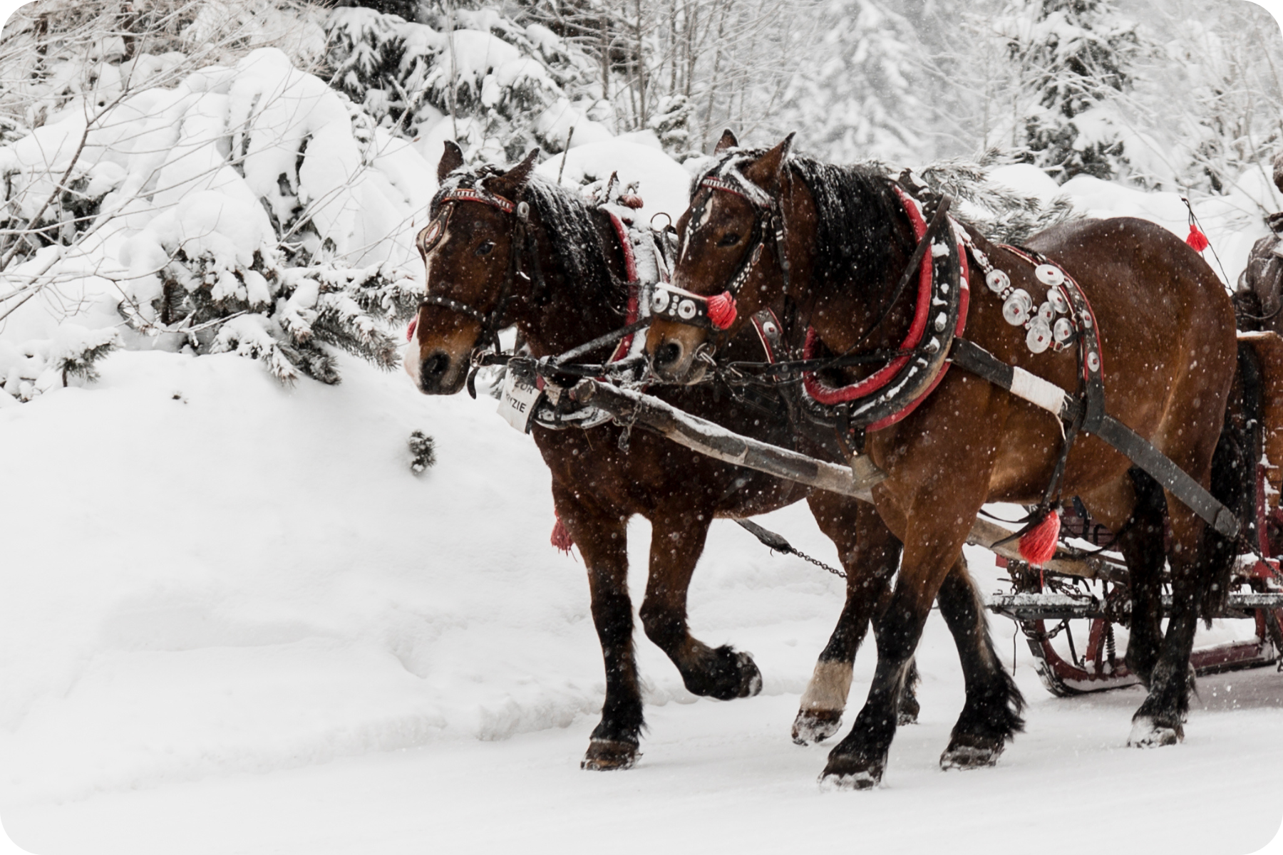 Untitled design (22)